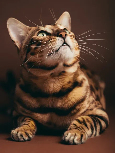Chat Bengal aux yeux verts regardant vers le haut, allongé sur un fond brun foncé