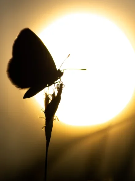 Silhouette d'un papillon posé sur une tige de plante, avec le soleil couchant en arrière-plan