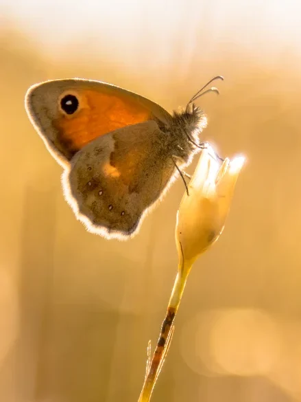 Petit papillon brun et orange posé sur une fleur sauvage, éclairé par une lumière dorée