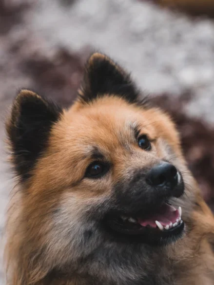 Gros plan sur un chien au pelage brun roux, la gueule ouverte, regardant vers le haut
