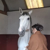 Alba Morassi réalise un soin énergétique holistique pour animaux sur un cheval blanc dans son box.