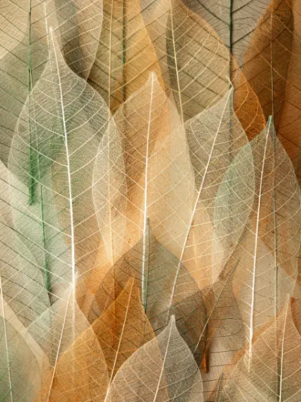 Feuilles translucides superposées aux nervures visibles, dans des tons dorés et verts
