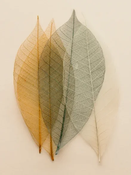 Feuilles squelettes translucides superposées en tons dorés et gris sur fond beige clair