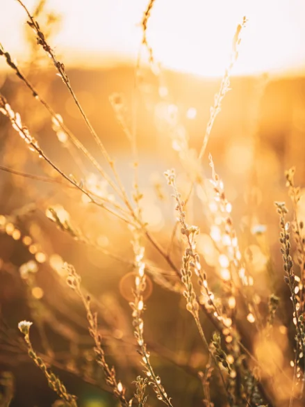 Herbes sauvages dorées illuminées par la lumière chaude du coucher de soleil
